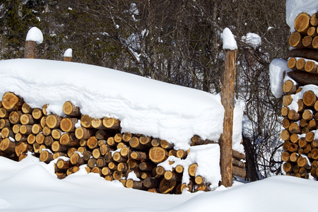 Larch lumber on snow in winter forestの写真素材