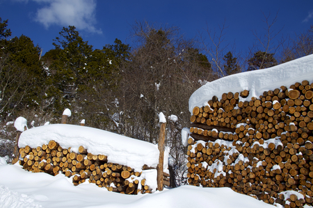 Larch lumber on snow in winter forestの写真素材