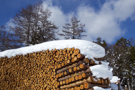 Larch lumber on snow in winter forestの写真素材