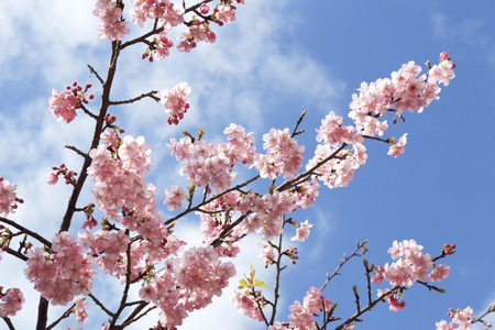 Beautiful cherry blossoms in Japanの写真素材