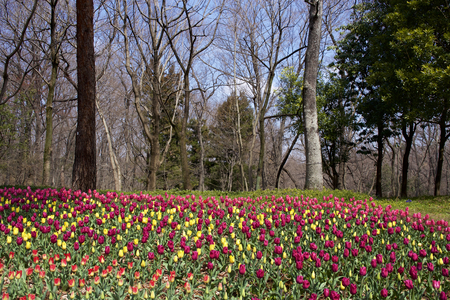 Beautiful tulips in the forestの写真素材