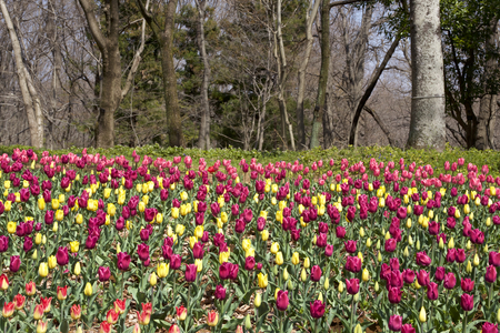 Beautiful tulips in the forestの写真素材