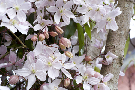 White clematis blooming in springの写真素材
