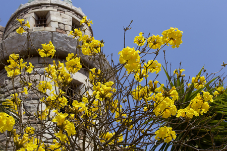 Tabebuia chrysotrichaの写真素材