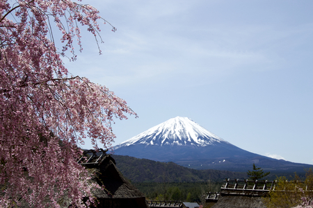 View of Mt. Fuji and cherry blossomsの写真素材