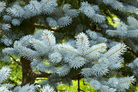 Beautiful silver fir treeの写真素材