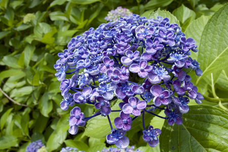 Purple hydrangea in garden