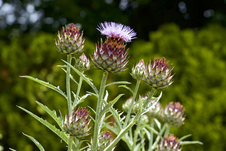 Artichoke flowersの写真素材