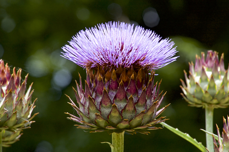 Artichoke flowersの写真素材