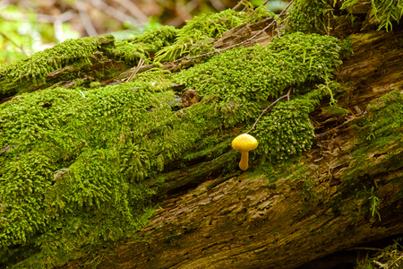 Forest mushrooms and mossの写真素材