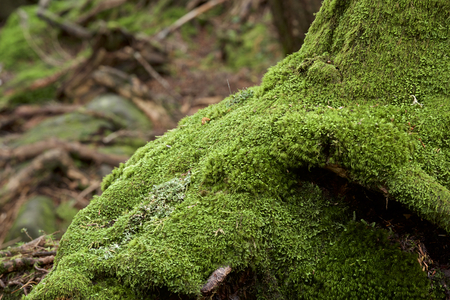 Moss in the forestの写真素材