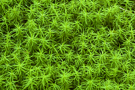 Moss in the forestの写真素材