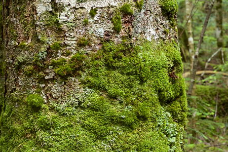 Moss in the forestの写真素材