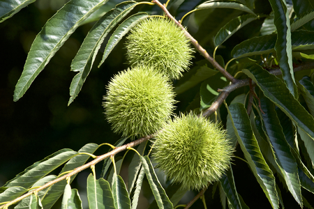 Chestnut burrの写真素材