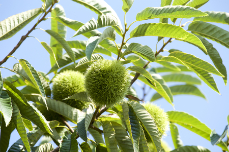 Chestnut burrの写真素材
