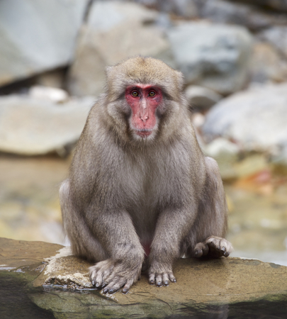 Snow monkeysの写真素材