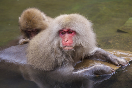 Snow monkeysの写真素材