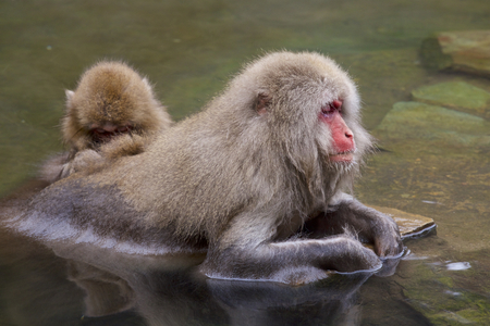 Snow monkeysの写真素材