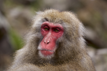 Snow monkeys in Japanの写真素材