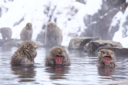 Snow monkeyの写真素材