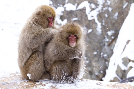 Snow monkeys  in Japanの写真素材