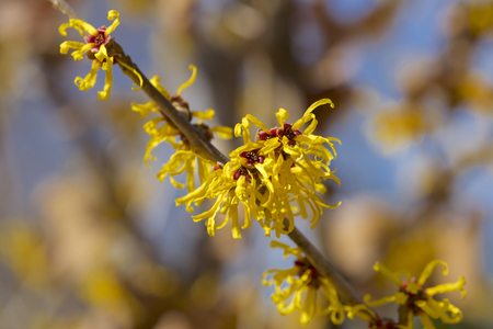 Flower of witch hazel in early springの写真素材