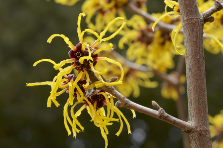 Flower of witch hazel in early springの写真素材