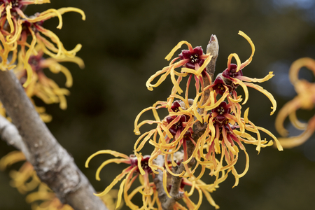 Flower of witch hazel in early springの写真素材