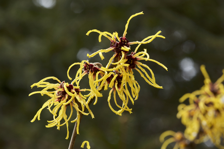 Flower of witch hazel in early springの写真素材
