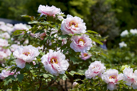 Peony in the gardenの写真素材