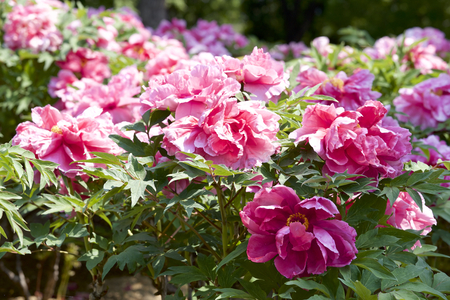 Peony in the gardenの写真素材