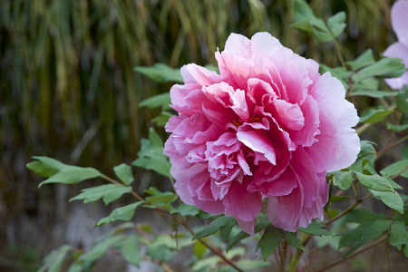 Peony in the gardenの写真素材