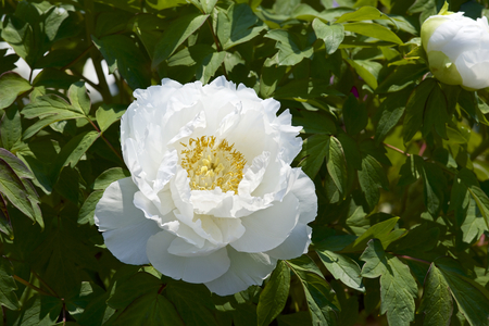 Peony in the gardenの写真素材