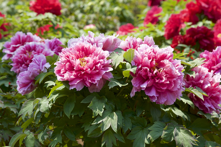 Peony in the gardenの写真素材