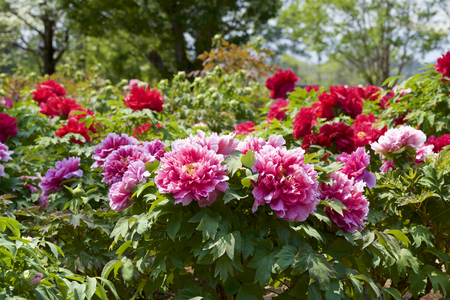 Peony in the gardenの写真素材