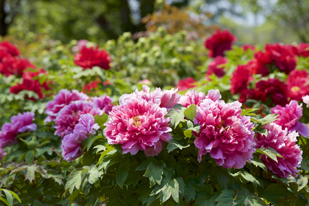 Peony in the gardenの写真素材