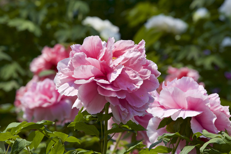 Peony in the gardenの写真素材