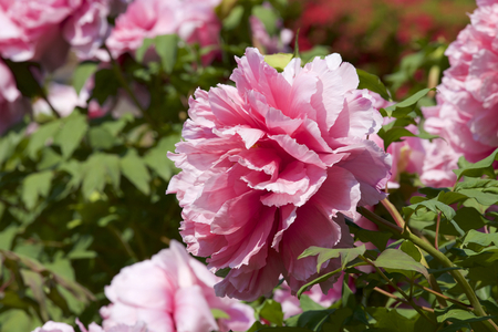 Peony in the gardenの写真素材