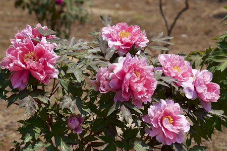 Peony in the gardenの写真素材