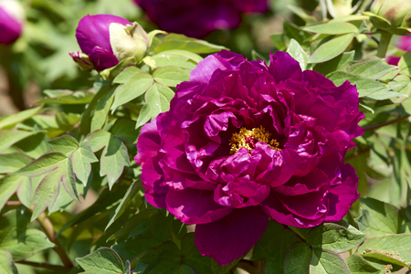 Peony in the gardenの写真素材