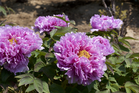 Peony in the gardenの写真素材