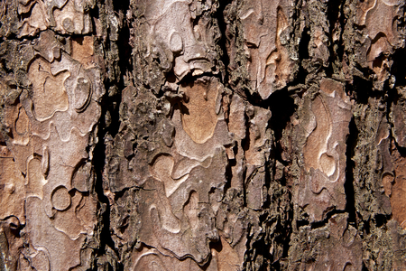 Bark of red pineの写真素材