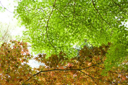 Fresh green of maple leaves in springの写真素材