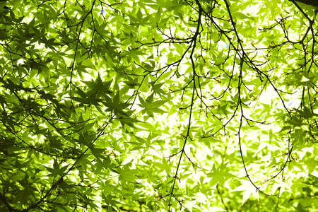 Fresh green of maple leaves in springの写真素材