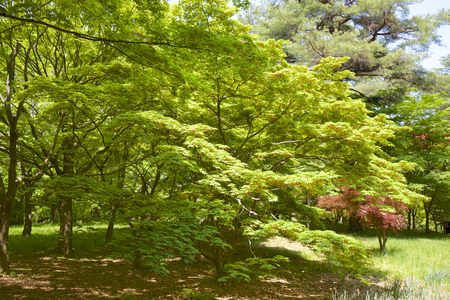 Fresh green of maple leaves in springの写真素材