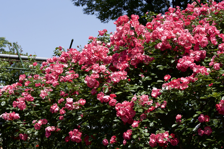 Cup blooms pink rose in gardenの写真素材