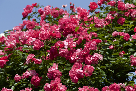 Cup blooms pink rose in gardenの写真素材
