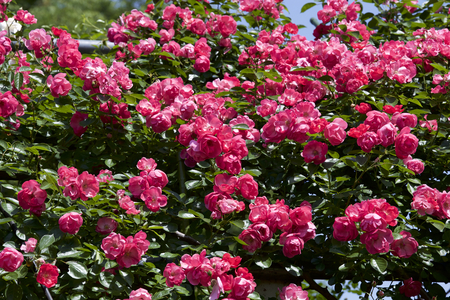 Cup blooms pink rose in gardenの写真素材