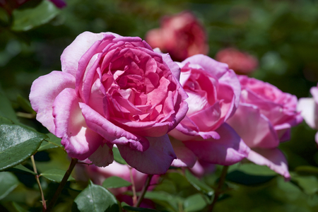 Pink rose in gardenの写真素材