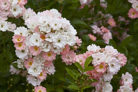 Pink color bloomed in garden.の写真素材